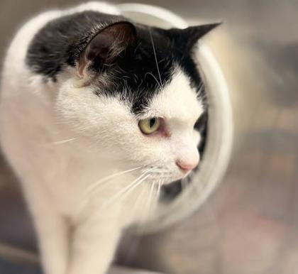 Angie, Adoptable, Adult Female Domestic Short Hair & Domestic Short Hair.