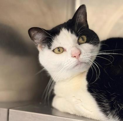 Angie, a Adoptable mixed breed in Largo, FL image 2/4