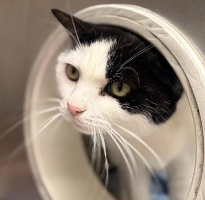 Angie, a Adoptable mixed breed in Largo, FL image 3/4