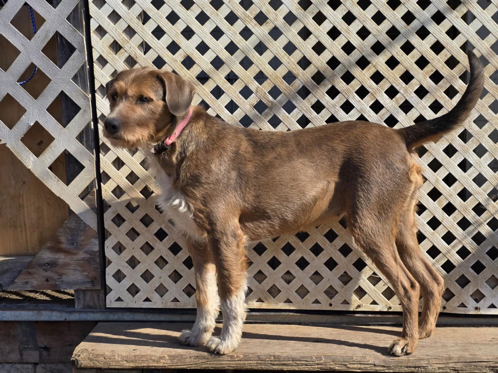 Nessie, Adoptable, Young Female Mixed Breed.