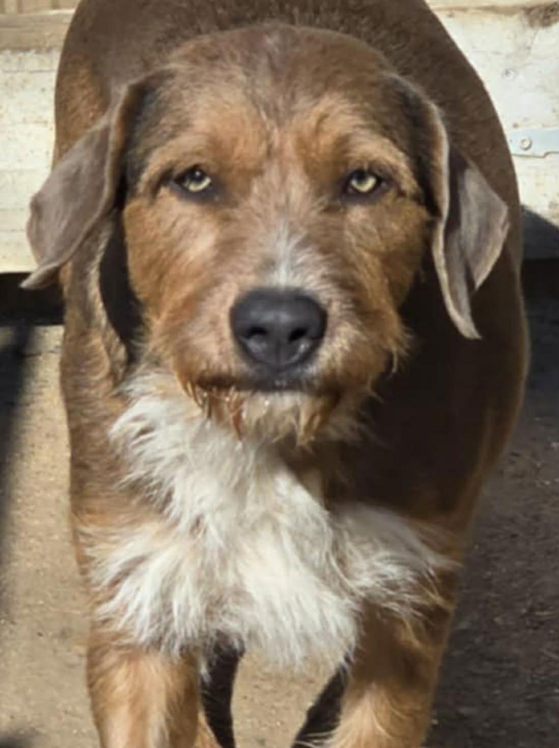Enlarge Nessie, a Adoptable Mixed Breed in Poplar Bluff, MO image 2/3