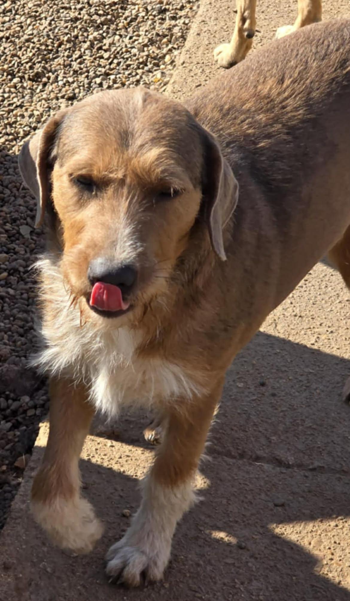 Enlarge Nessie, a Adoptable Mixed Breed in Poplar Bluff, MO image 3/3