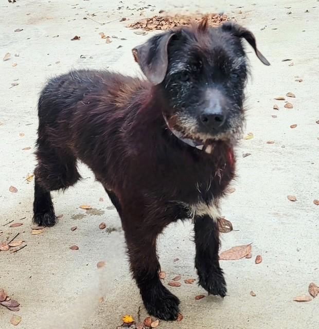 Enlarge ROCKY, a Adoptable mixed breed in fort worth, TX image 1/1