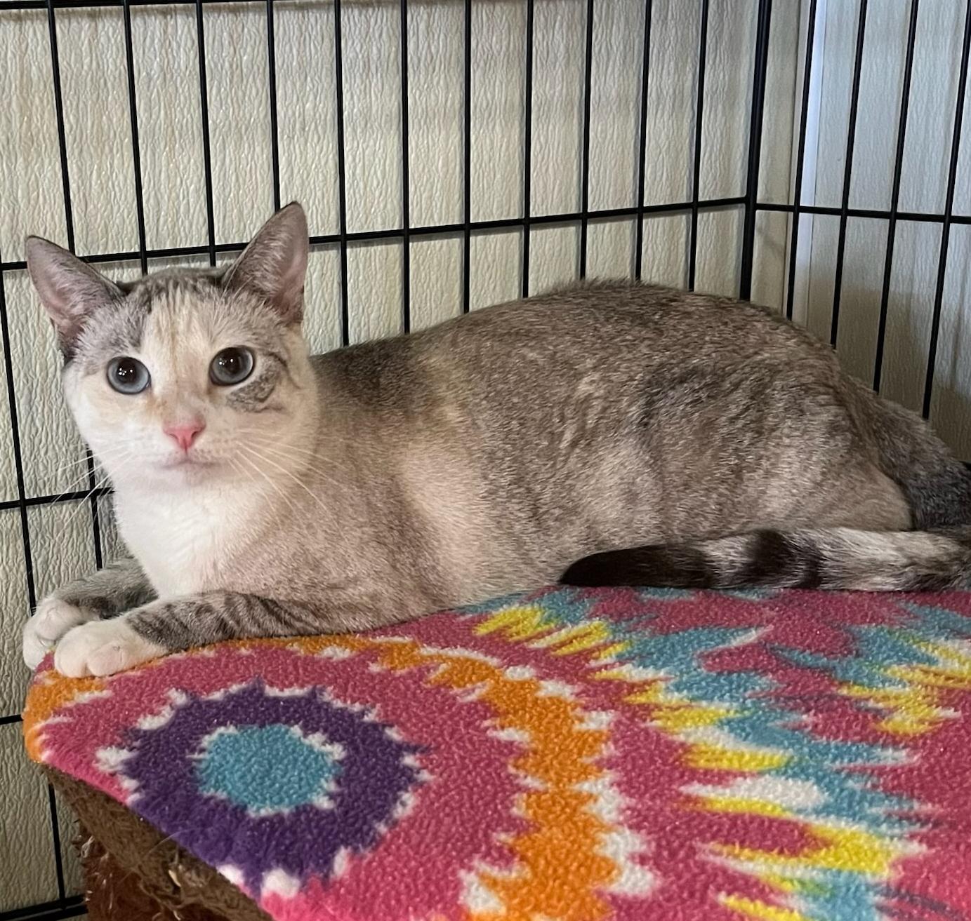 Enlarge Kira-Shy, Sweet Girl Looking for a Quiet Home, a Adoptable mixed breed in Hillsboro, TX image 3/6