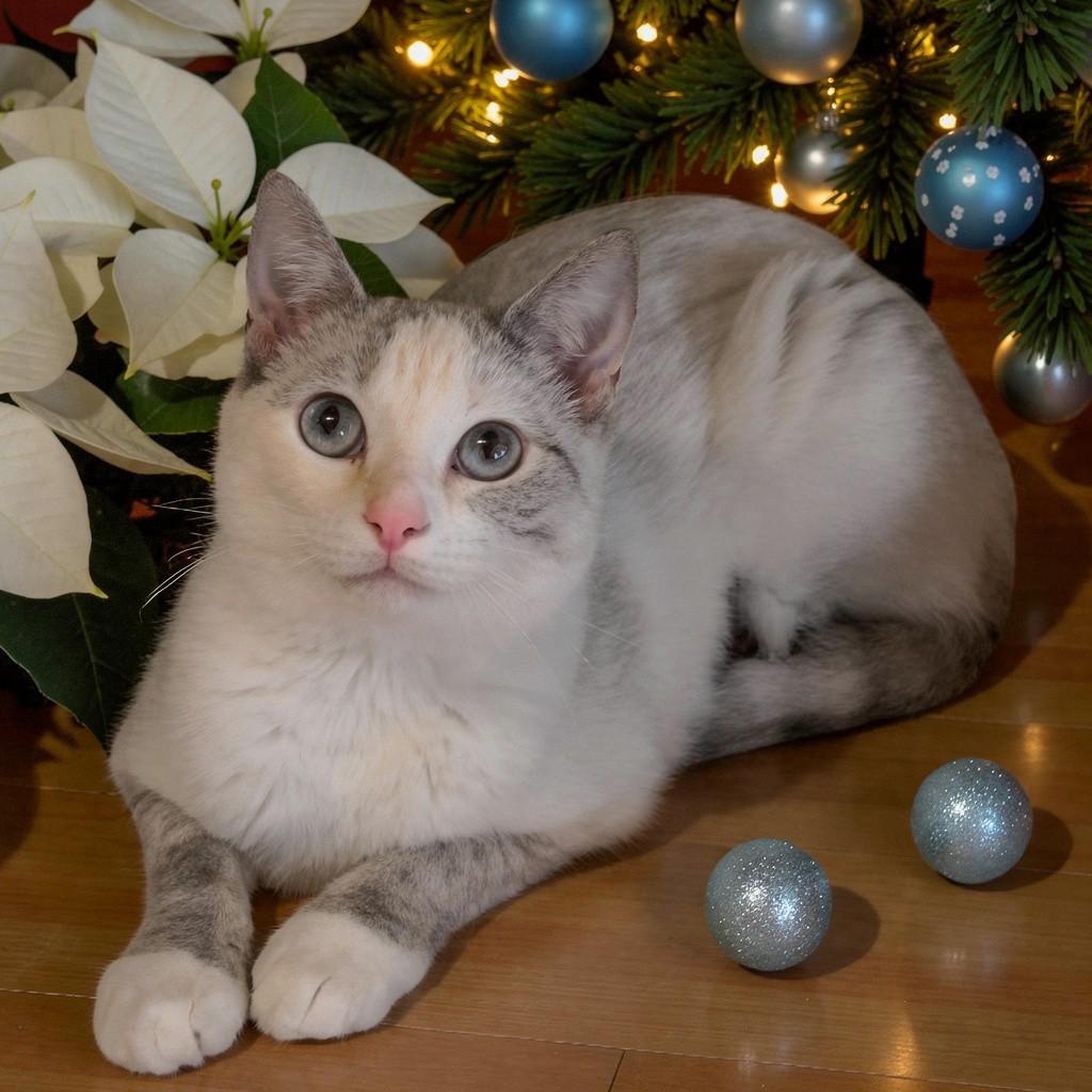 Enlarge Kira-Shy, Sweet Girl Looking for a Quiet Home, a Adoptable mixed breed in Hillsboro, TX image 1/6