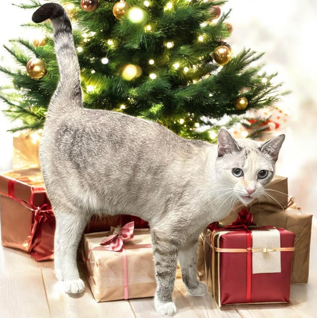 Enlarge Kira-Shy, Sweet Girl Looking for a Quiet Home, a Adoptable mixed breed in Hillsboro, TX image 2/6