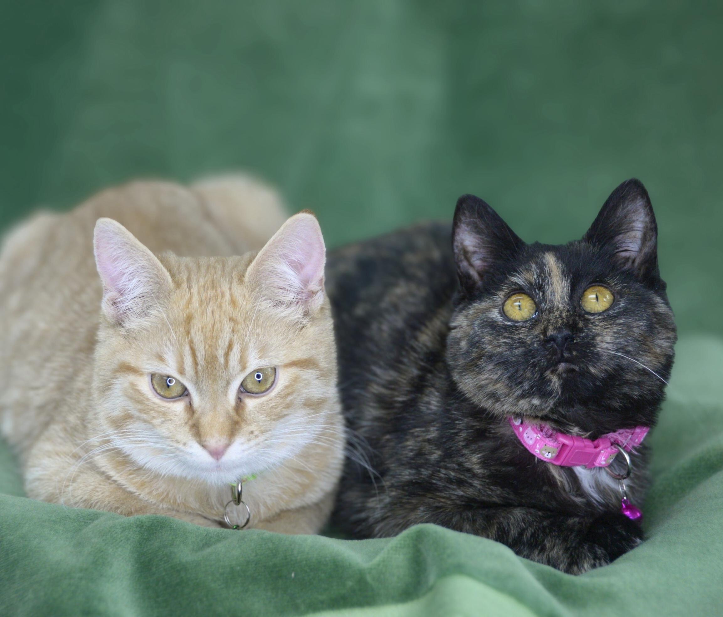 Enlarge Timone & Anastasia, a Adoptable American Shorthair in Frederick, MD image 1/6