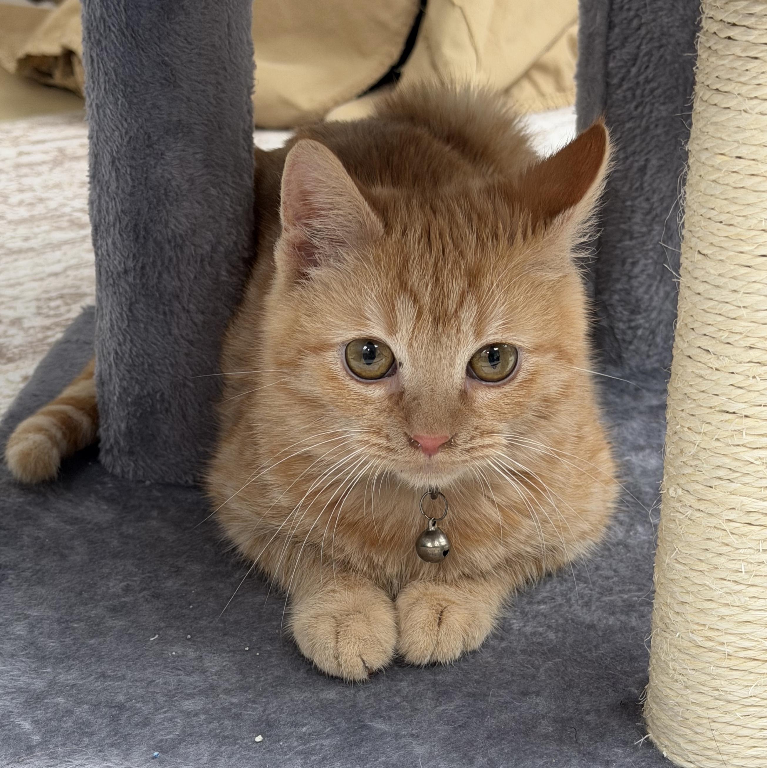 Enlarge Timone & Anastasia, a Adoptable American Shorthair in Frederick, MD image 2/6