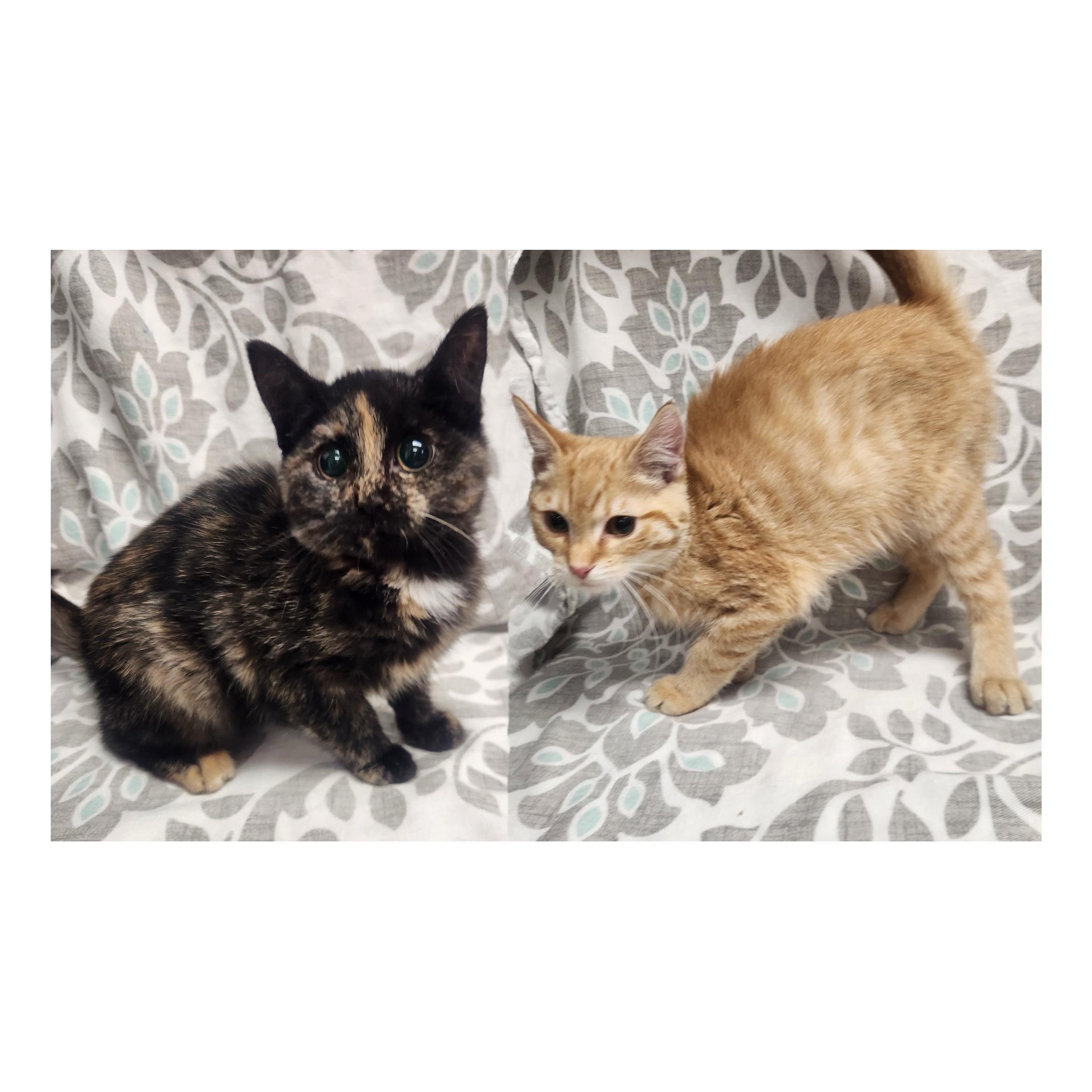Enlarge Timone & Anastasia, a Adoptable American Shorthair in Frederick, MD image 4/6