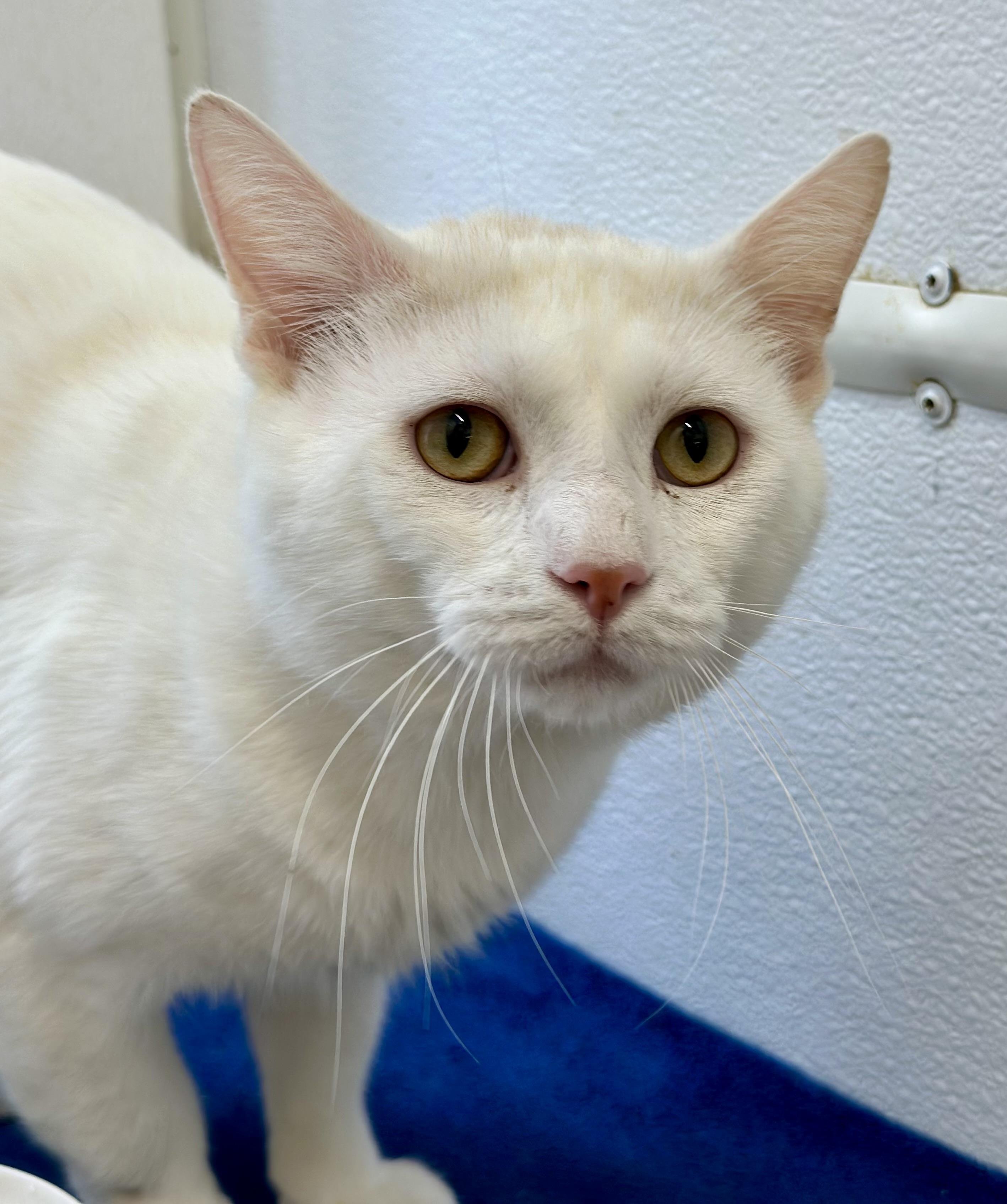Enlarge Whitey, a ADOPTABLE Domestic Short Hair in Faribault, MN image 5/6
