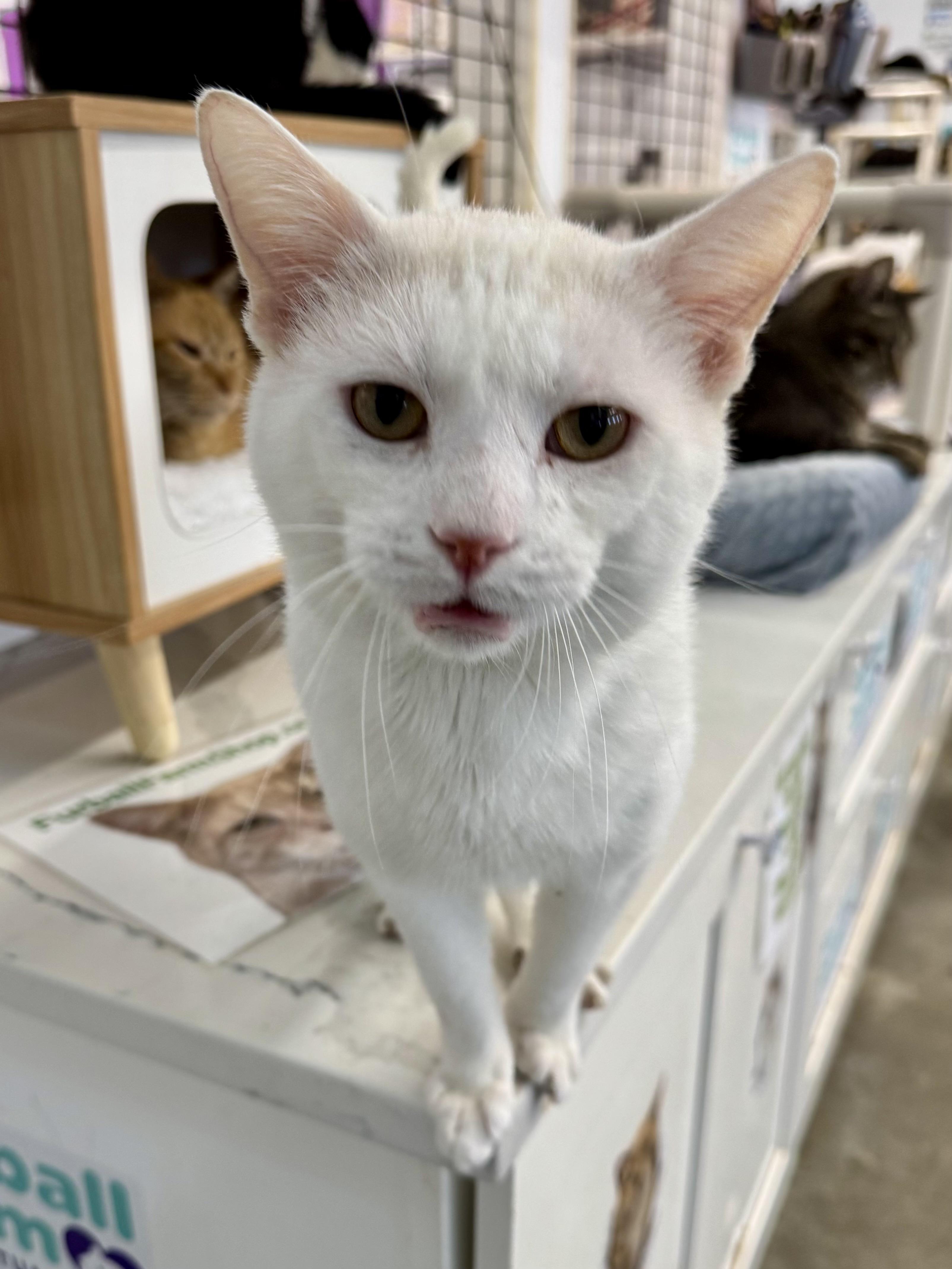 Enlarge Whitey, a ADOPTABLE Domestic Short Hair in Faribault, MN image 2/6