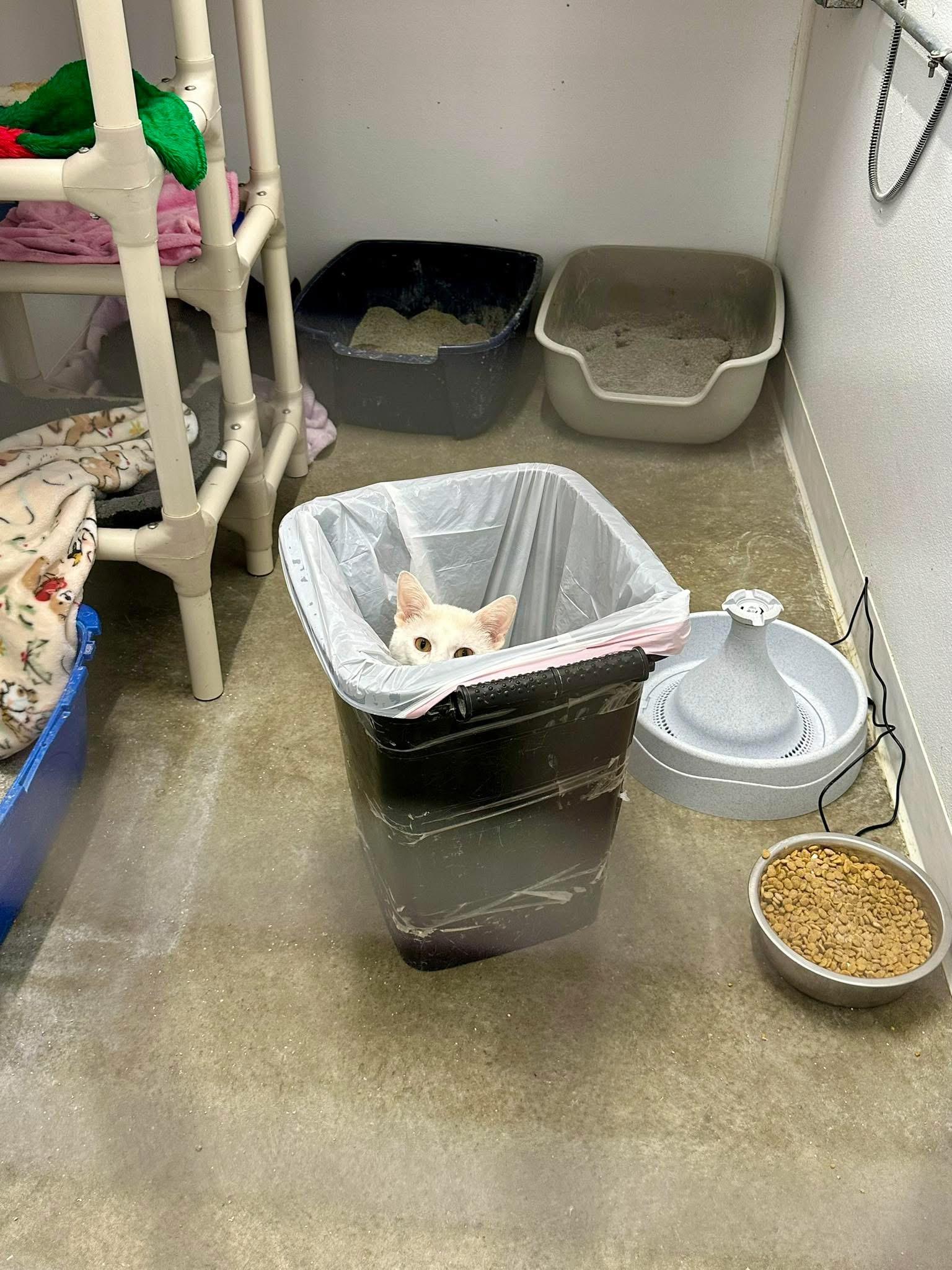 Enlarge Whitey, a ADOPTABLE Domestic Short Hair in Faribault, MN image 6/6