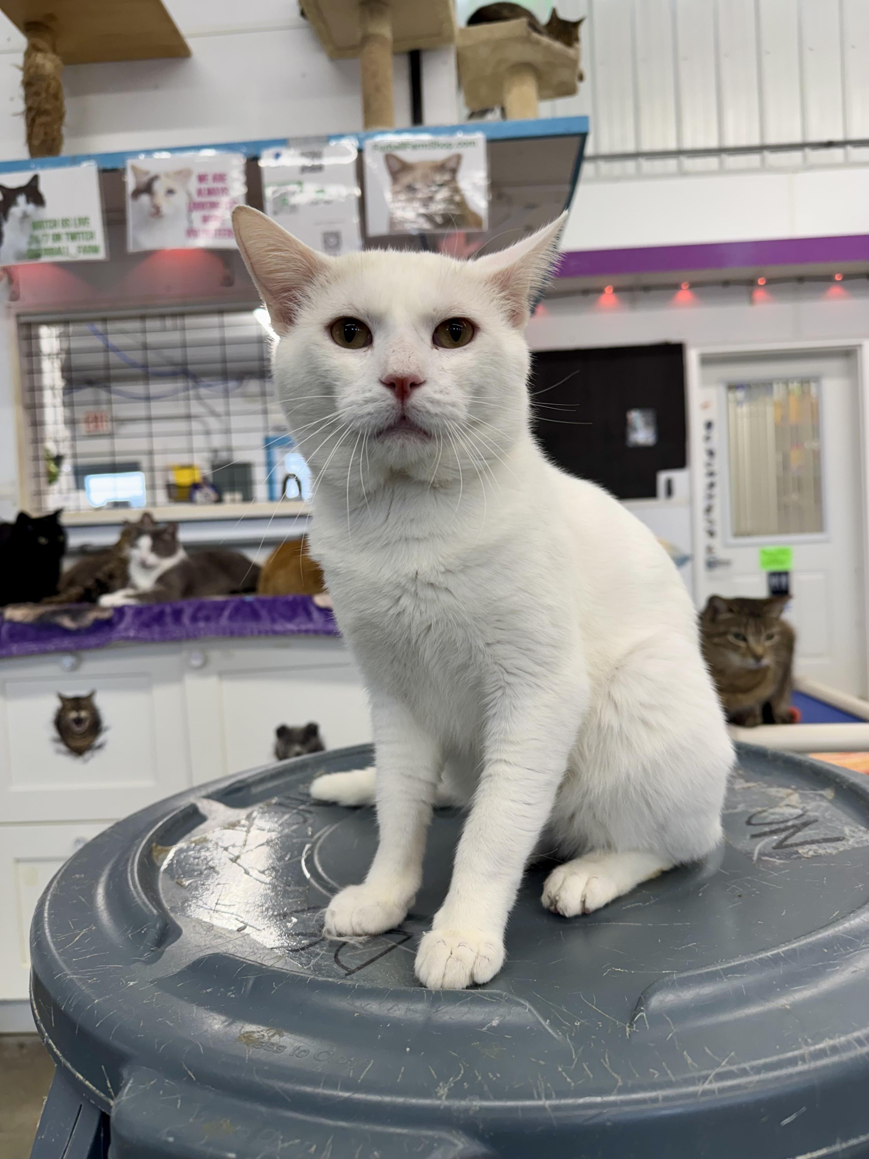 Enlarge Whitey, a ADOPTABLE Domestic Short Hair in Faribault, MN image 4/6