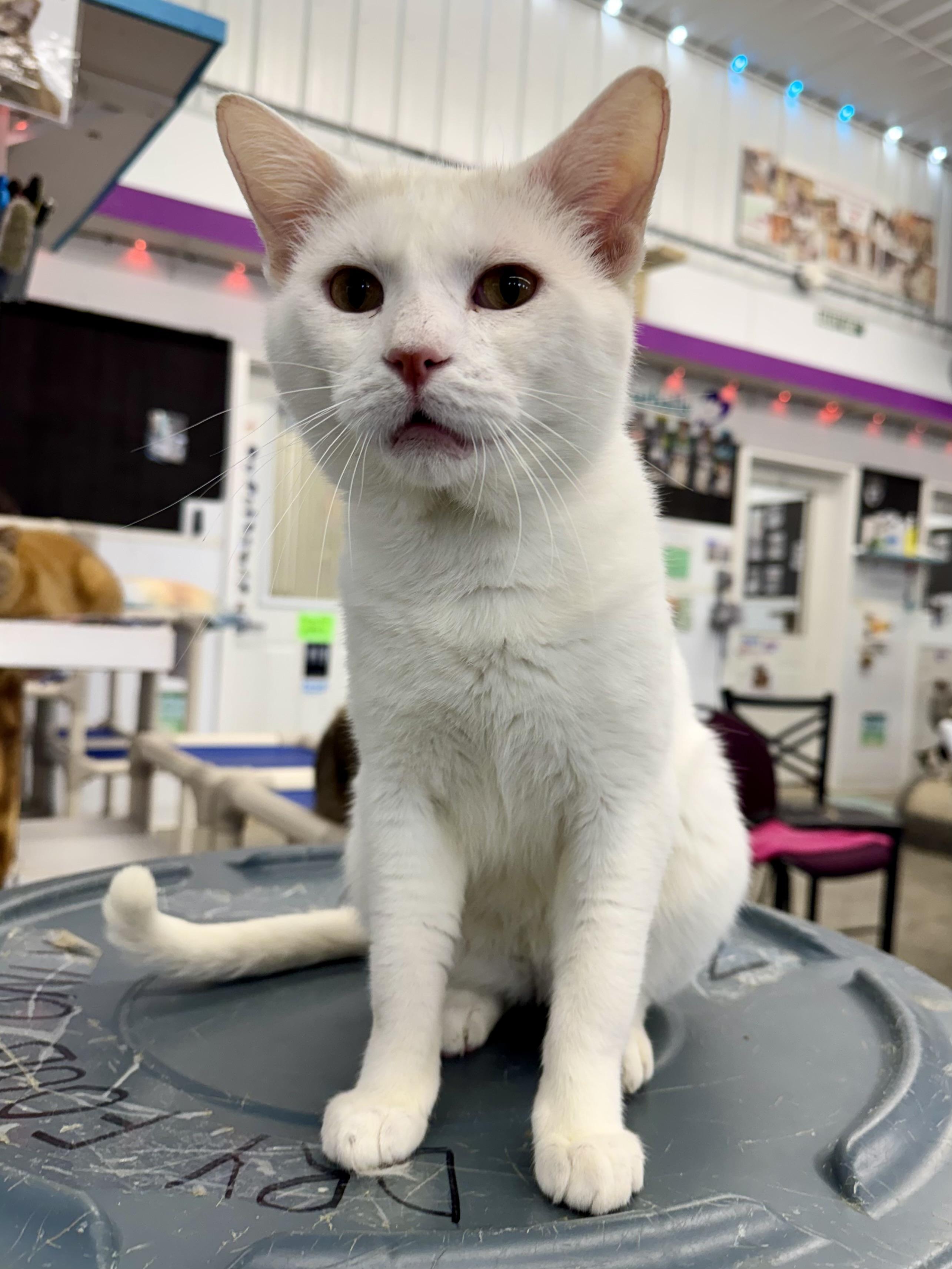 Enlarge Whitey, a ADOPTABLE Domestic Short Hair in Faribault, MN image 3/6