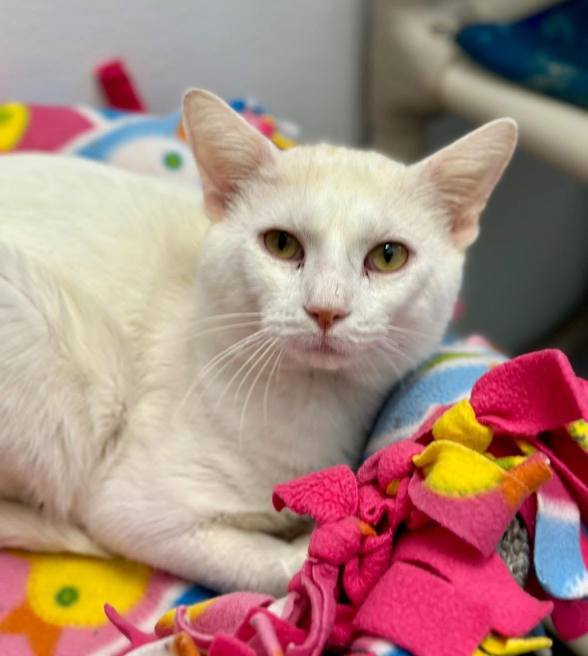 Whitey, ADOPTABLE, Adult Male Domestic Short Hair.