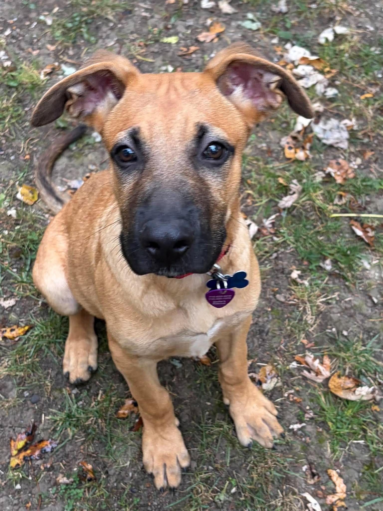 Enlarge Winston, a Adoptable Shepherd in Springville, NY image 2/3