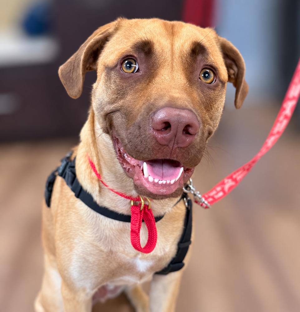 Enlarge Cooper, a Adoptable mixed breed in Saugus, MA image 1/6