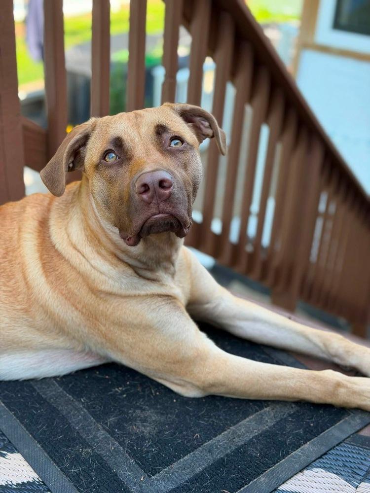 Enlarge Cooper, a Adoptable mixed breed in Saugus, MA image 2/6