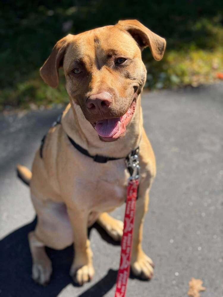 Enlarge Cooper, a Adoptable mixed breed in Saugus, MA image 3/6
