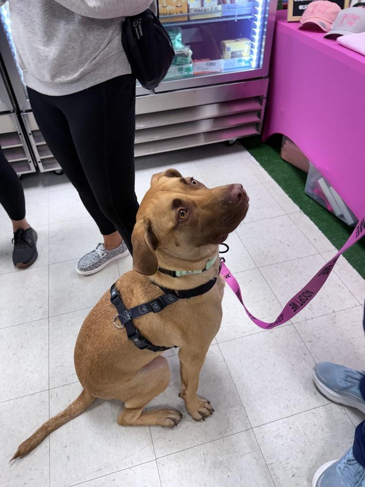 Enlarge Cooper, a Adoptable mixed breed in Saugus, MA image 5/6