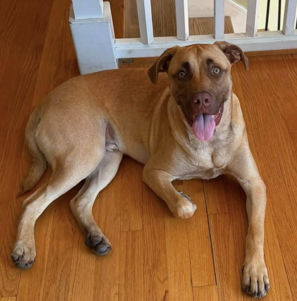 Enlarge Cooper, a Adoptable mixed breed in Saugus, MA image 6/6