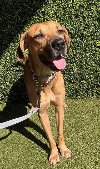 GONZO, Adoptable, Adult Male Hound.