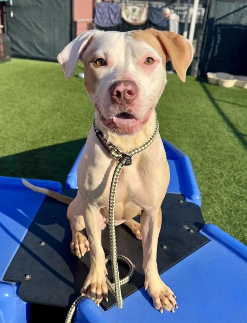 Enlarge PRIMA, a Adoptable mixed breed in San Francisco, CA image 1/1