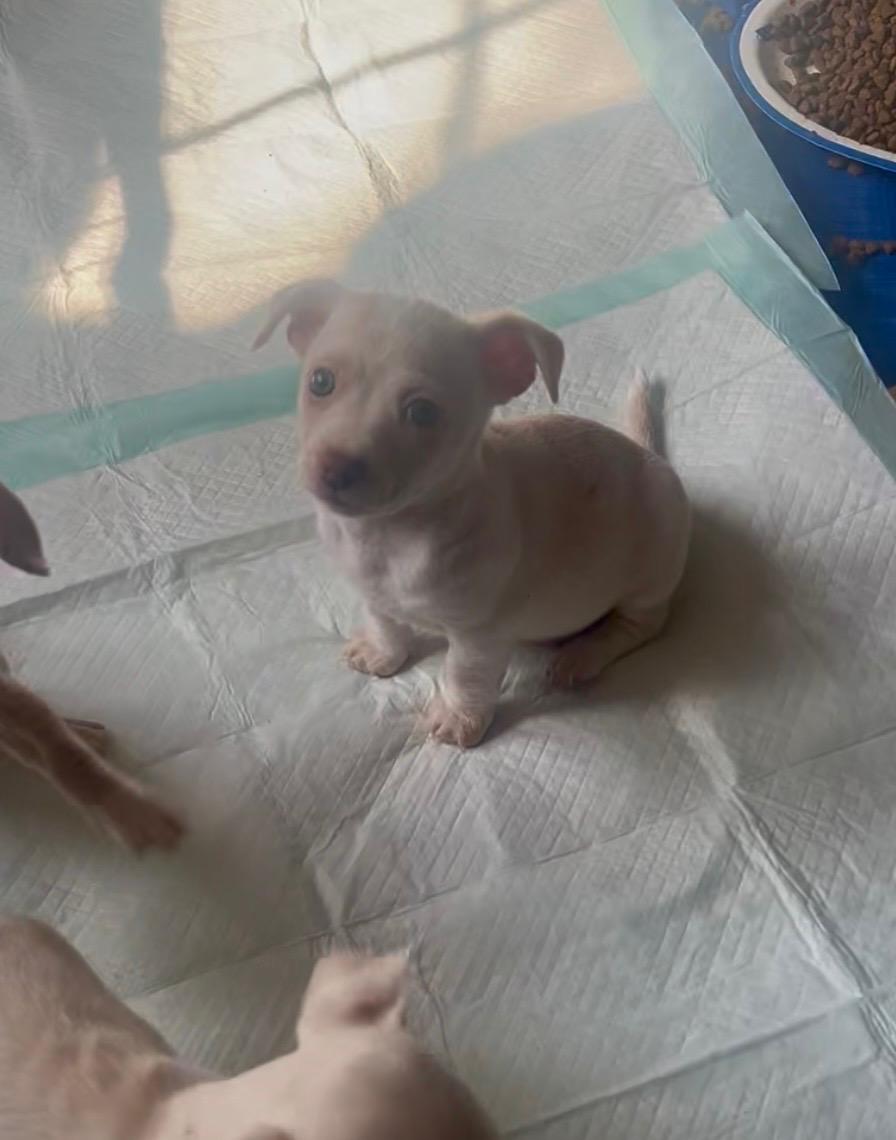 Enlarge Dino, a ADOPTABLE mixed breed in Sequatchie, TN image 3/4