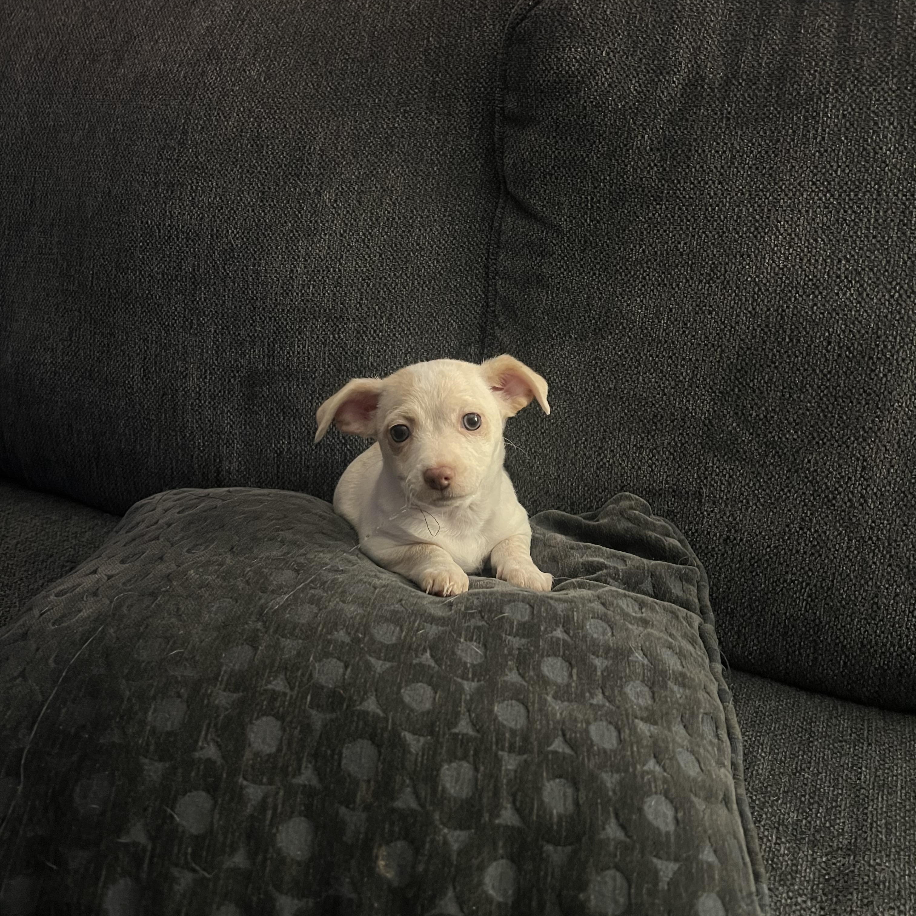 Enlarge Dino, a ADOPTABLE mixed breed in Sequatchie, TN image 2/4