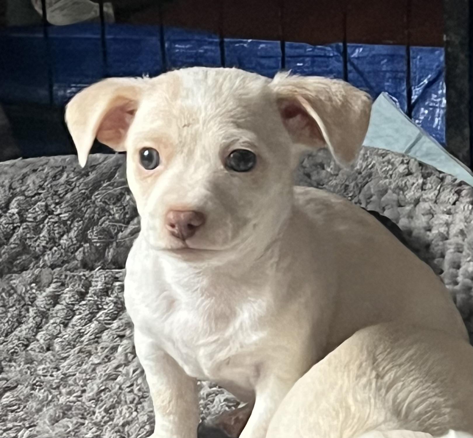 Enlarge Dino, a ADOPTABLE mixed breed in Sequatchie, TN image 4/4