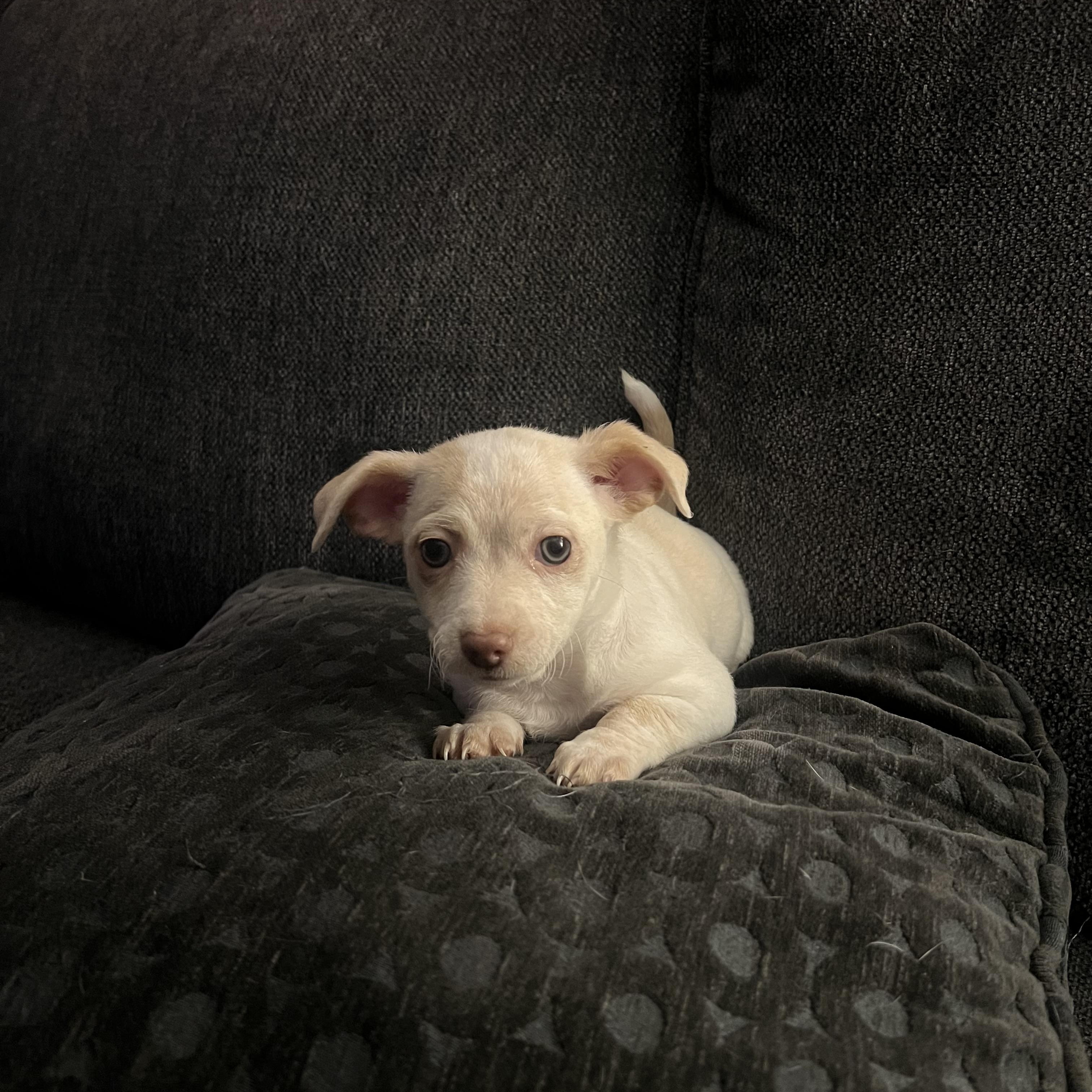 Dino, ADOPTABLE, Puppy Male Chihuahua & Pekingese.