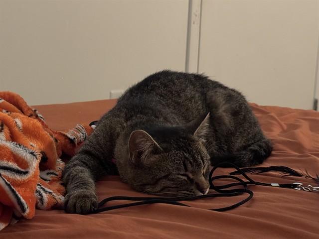 CANDY CORN, Adoptable, Young Female Domestic Short Hair.