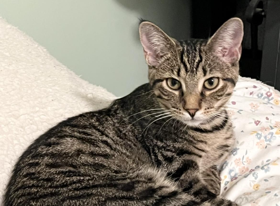 Enlarge Freya, a Adoptable Domestic Short Hair in Avon, OH image 2/5