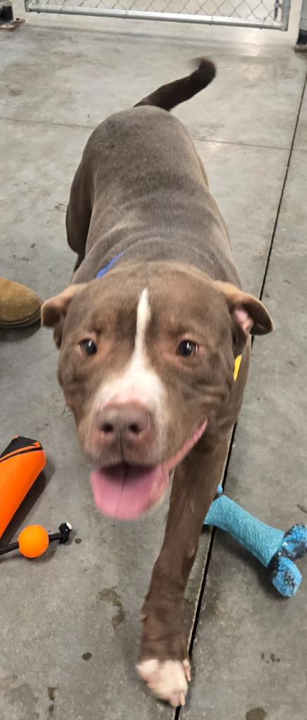 REED, Adoptable, Adult Male Terrier.