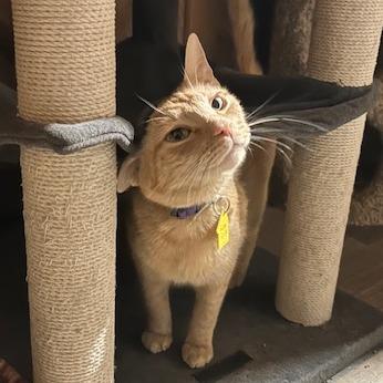 Nena-In Foster, a Adoptable Domestic Short Hair in Springfield, MA image 1/6