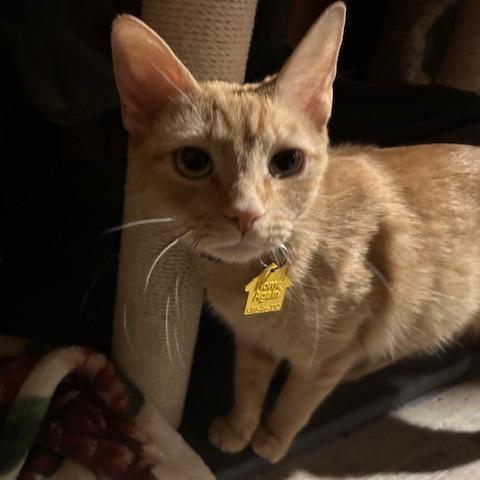 Nena-In Foster, a Adoptable Domestic Short Hair in Springfield, MA image 2/6