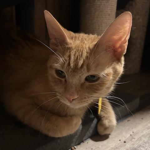 Nena-In Foster, a Adoptable Domestic Short Hair in Springfield, MA image 3/6