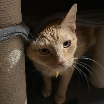 Nena-In Foster, a Adoptable Domestic Short Hair in Springfield, MA image 4/6