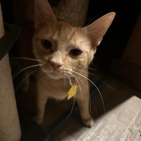 Nena-In Foster, a Adoptable Domestic Short Hair in Springfield, MA image 5/6