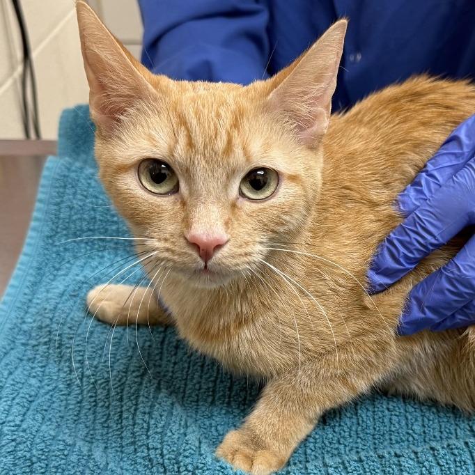 Nena-In Foster, a Adoptable Domestic Short Hair in Springfield, MA image 6/6