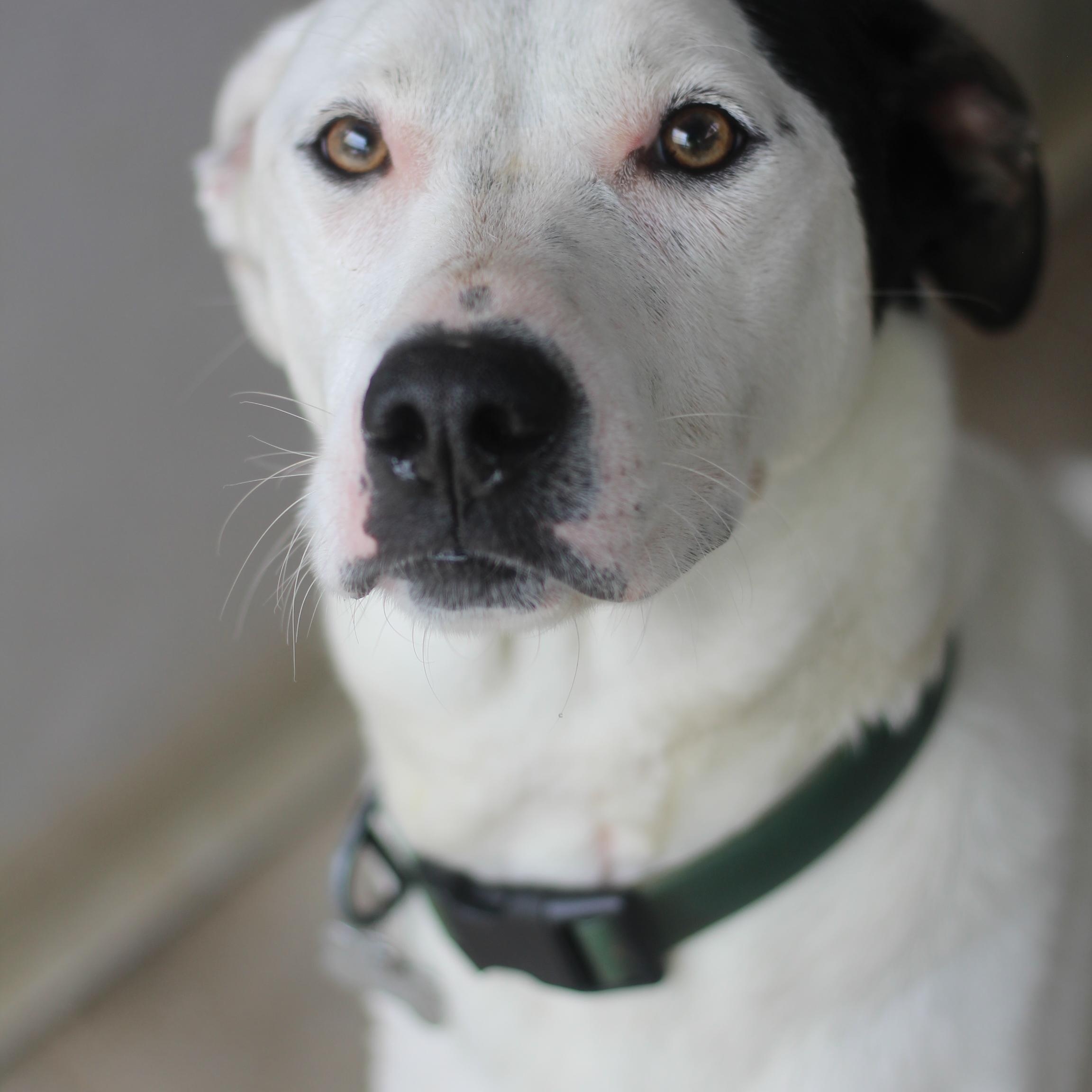 Enlarge Utah, a Adoptable mixed breed in Ottumwa, IA image 1/2