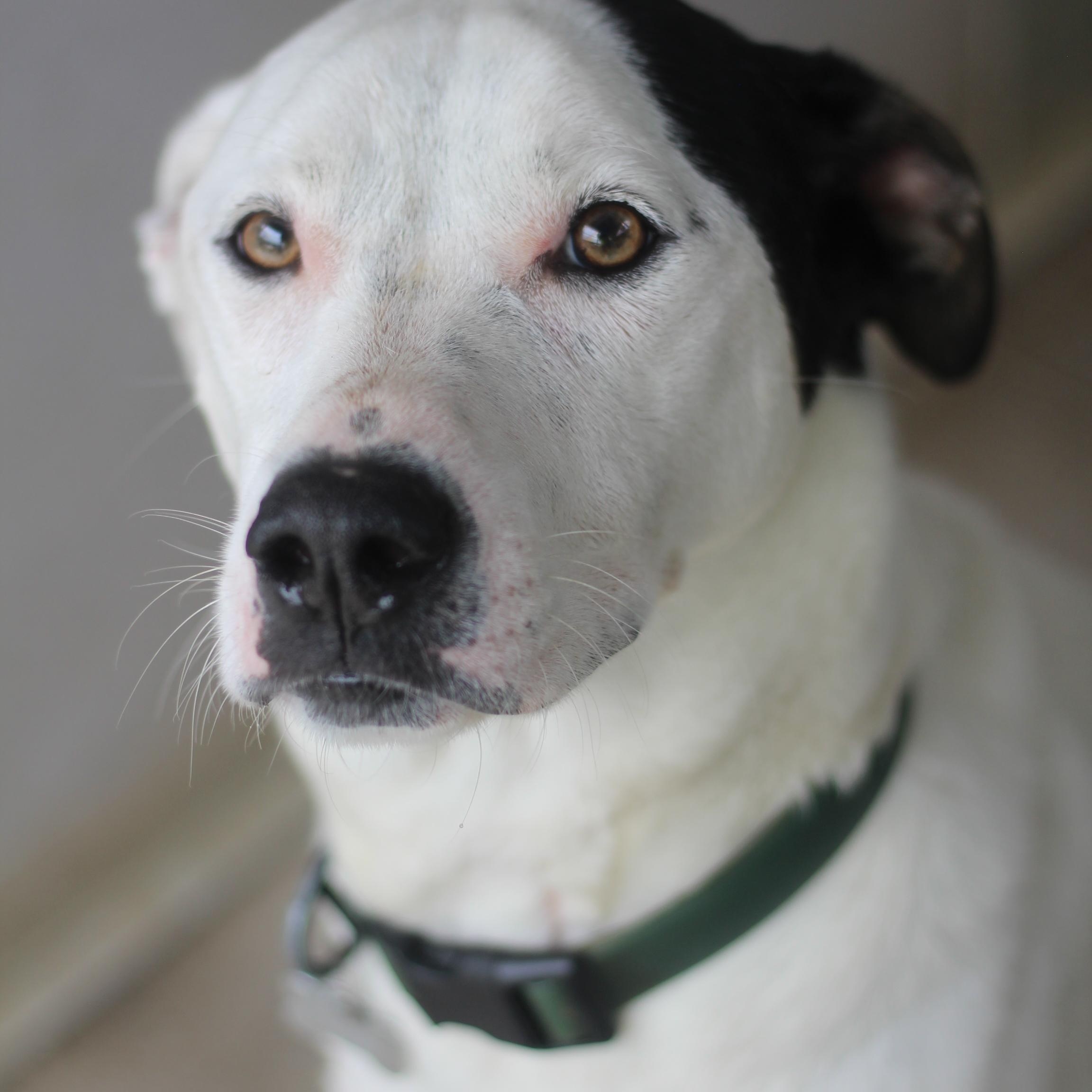 Enlarge Utah, a Adoptable mixed breed in Ottumwa, IA image 2/2