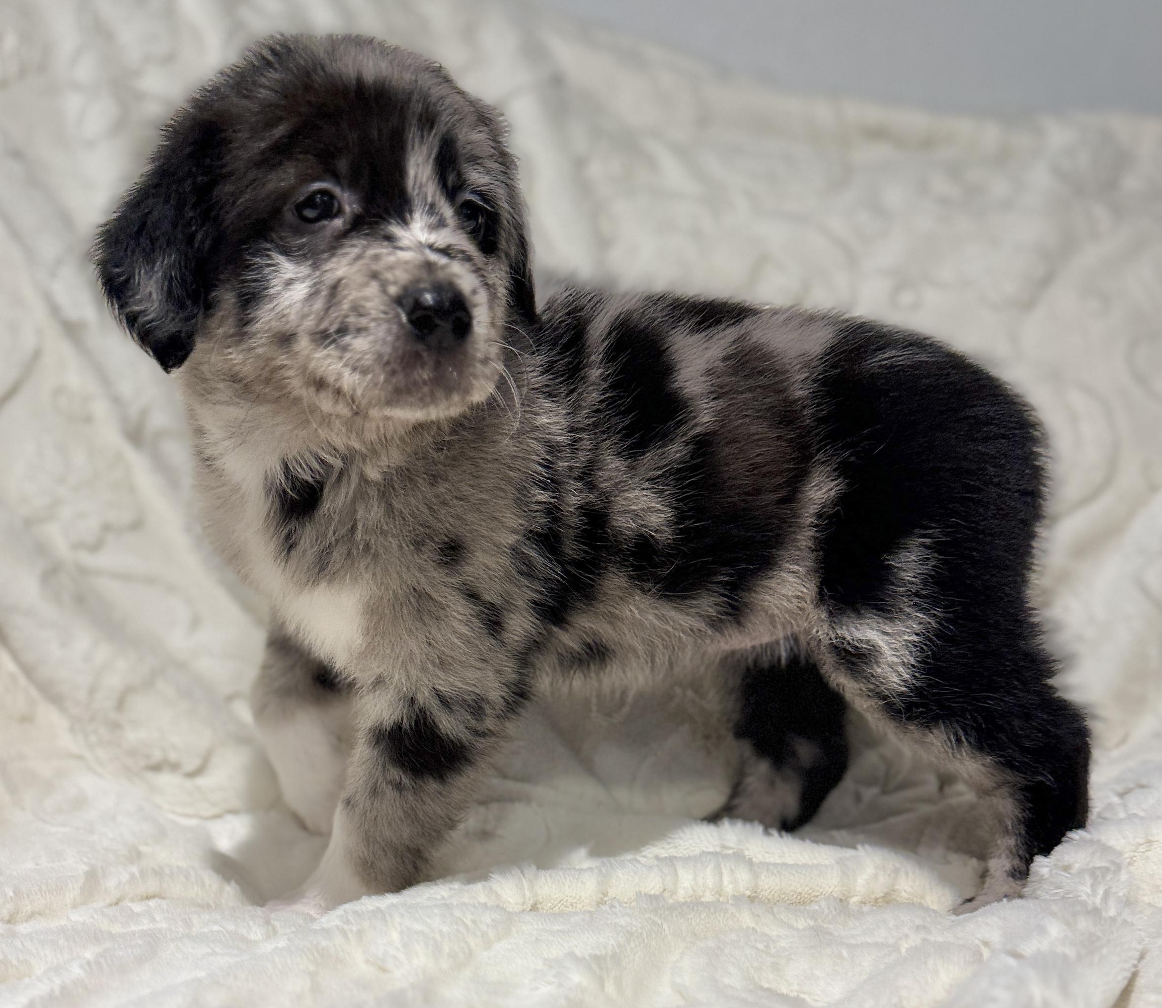 Enlarge Reba, an adopted mixed breed in Hales corners, WI image 2/3