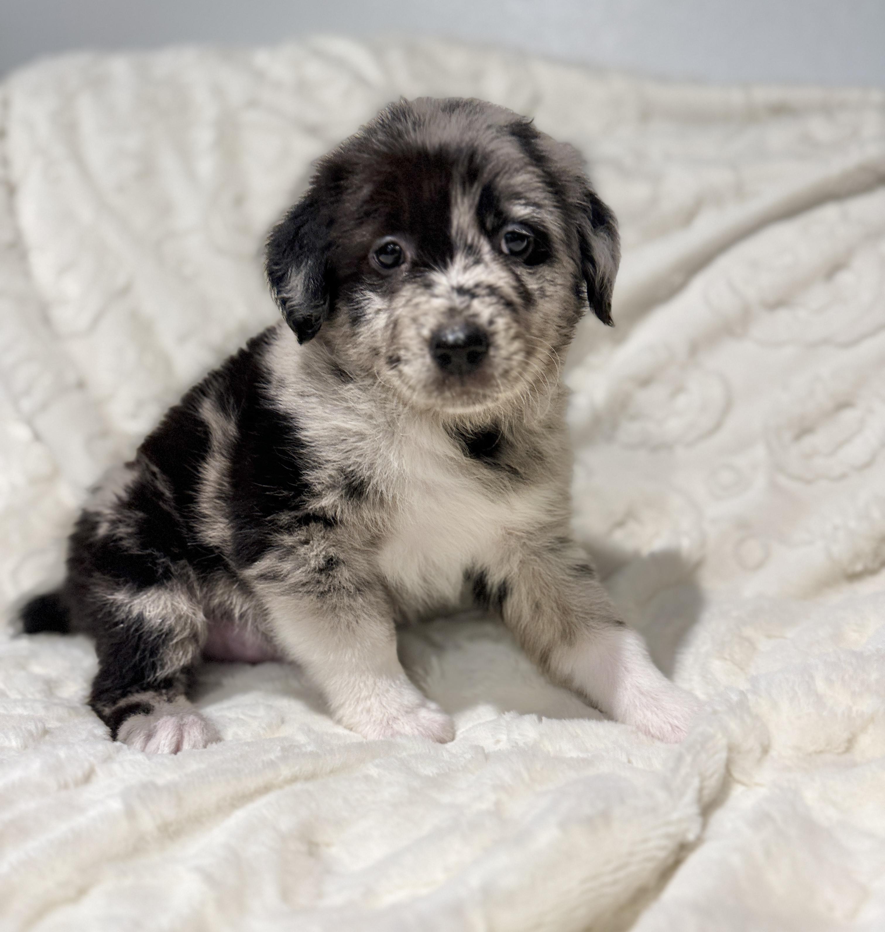 Enlarge Reba, an adopted mixed breed in Hales corners, WI image 3/3