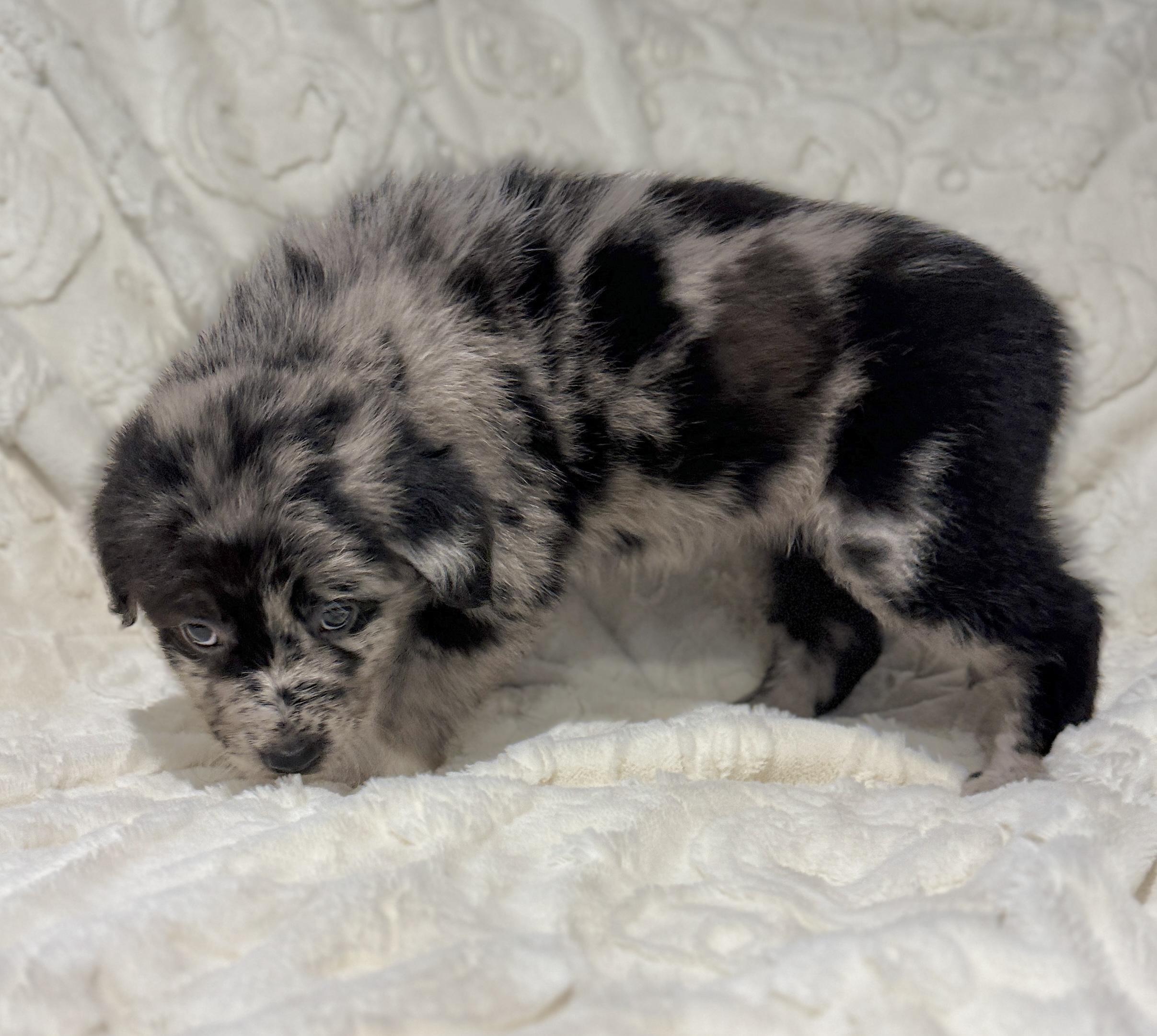 Enlarge Reba, an adopted mixed breed in Hales corners, WI image 1/3