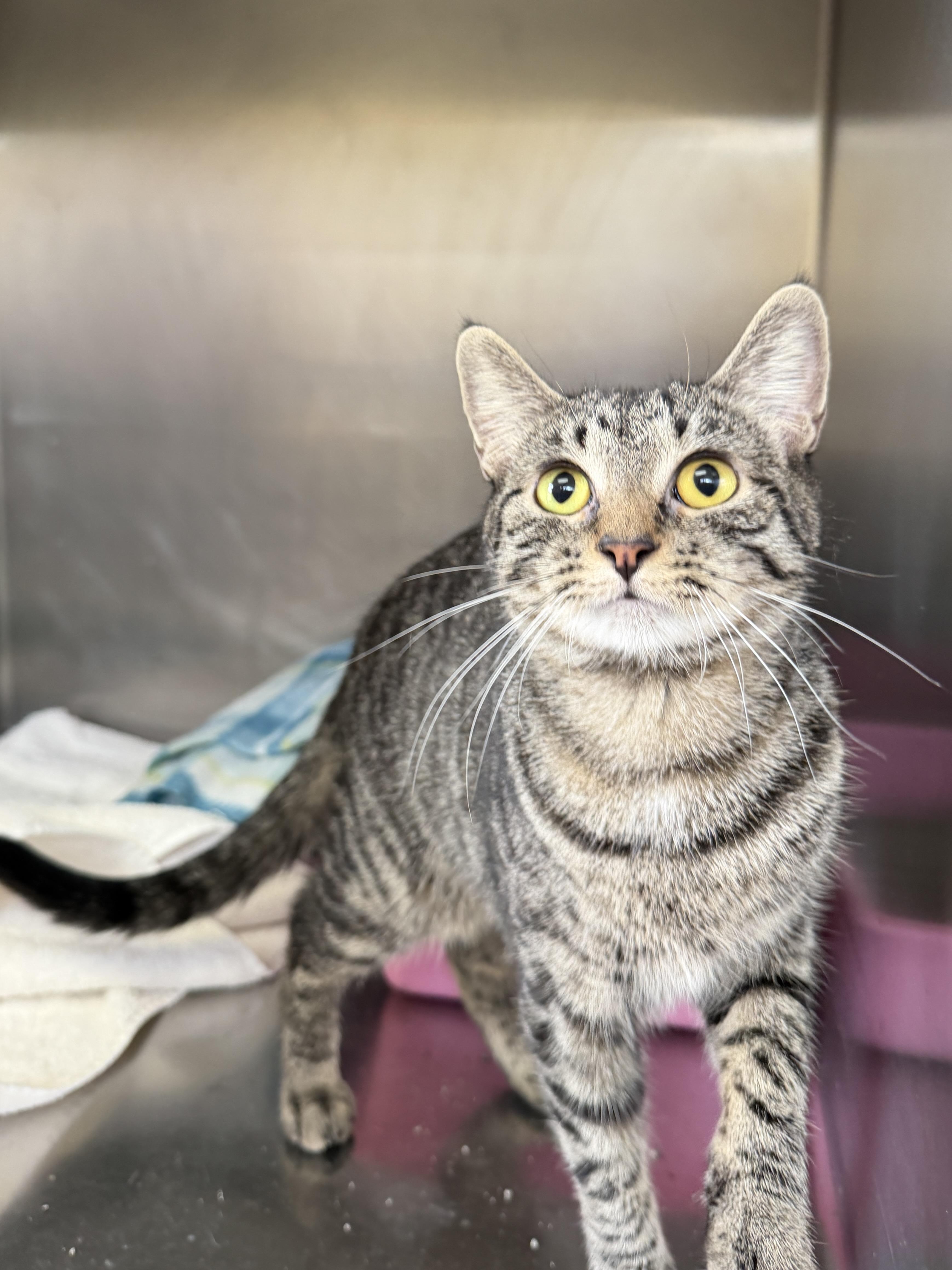 Enlarge Cayenne, a ADOPTABLE Domestic Short Hair in Wantagh, NY image 1/1