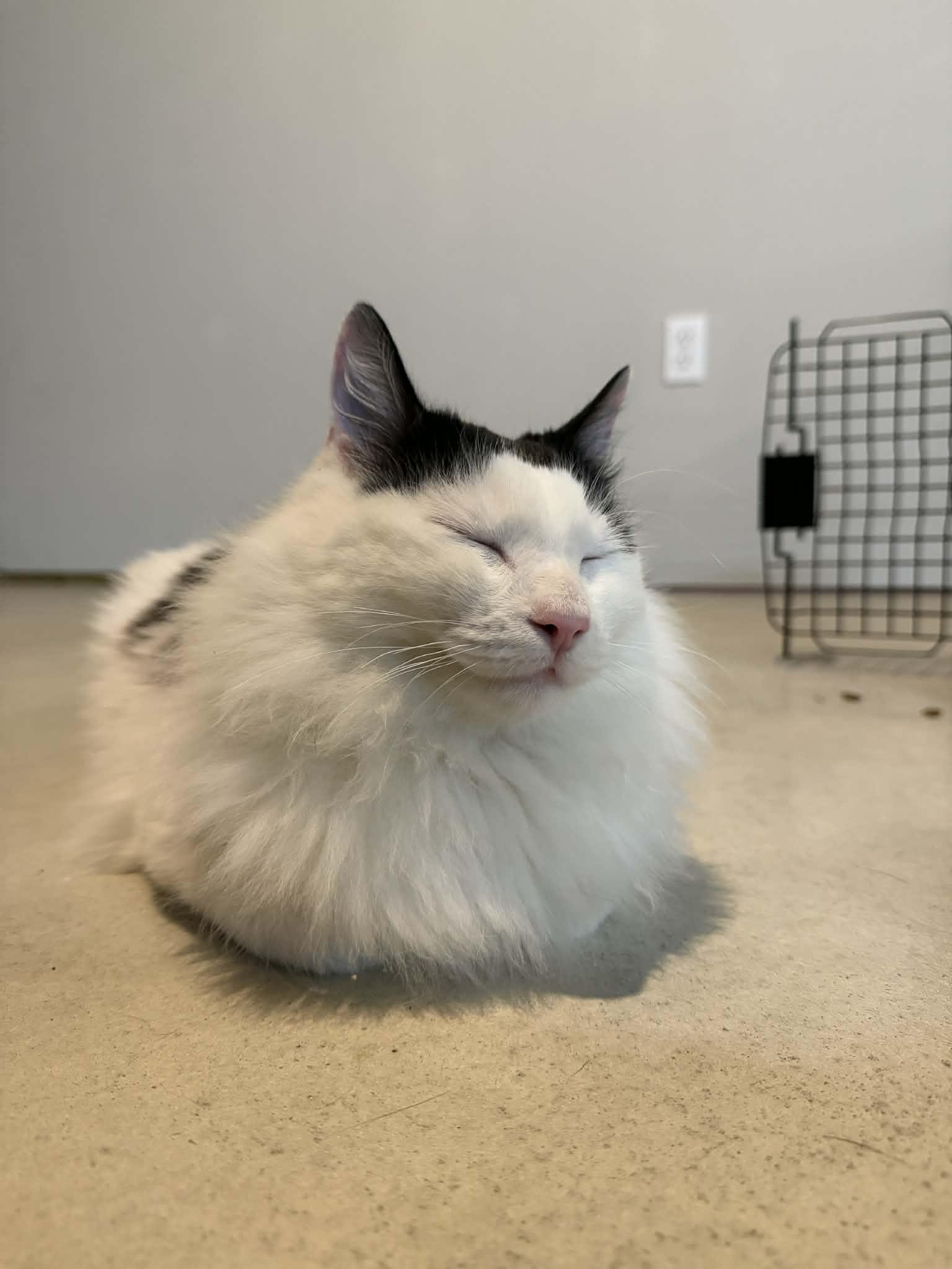 Enlarge Geo Ax & Rocky Ax- BONDED PAIR, an adopted Domestic Long Hair in Woodstock, CT image 2/5
