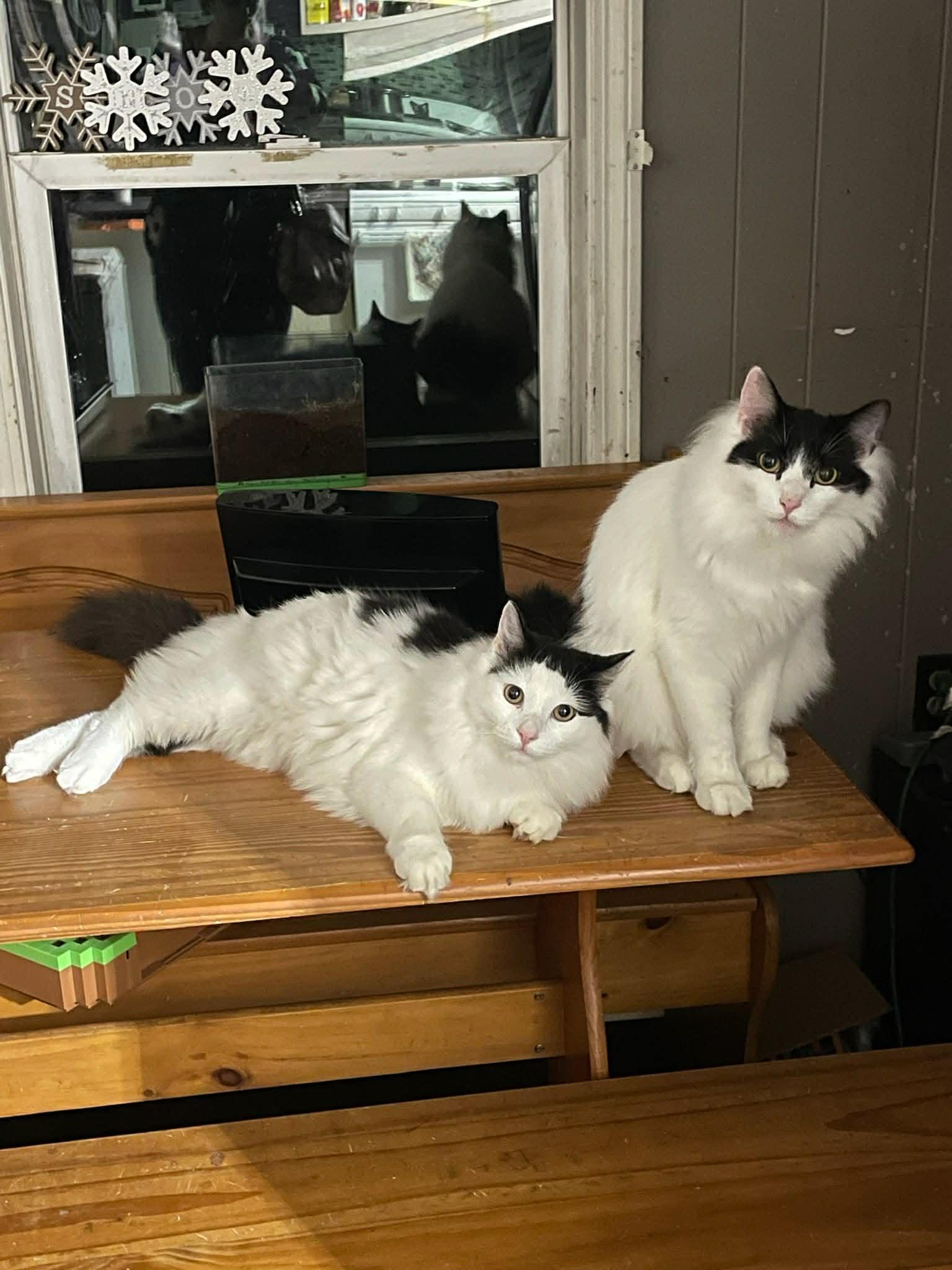 Geo Ax & Rocky Ax- BONDED PAIR, ADOPTABLE, Young Male Domestic Long Hair.