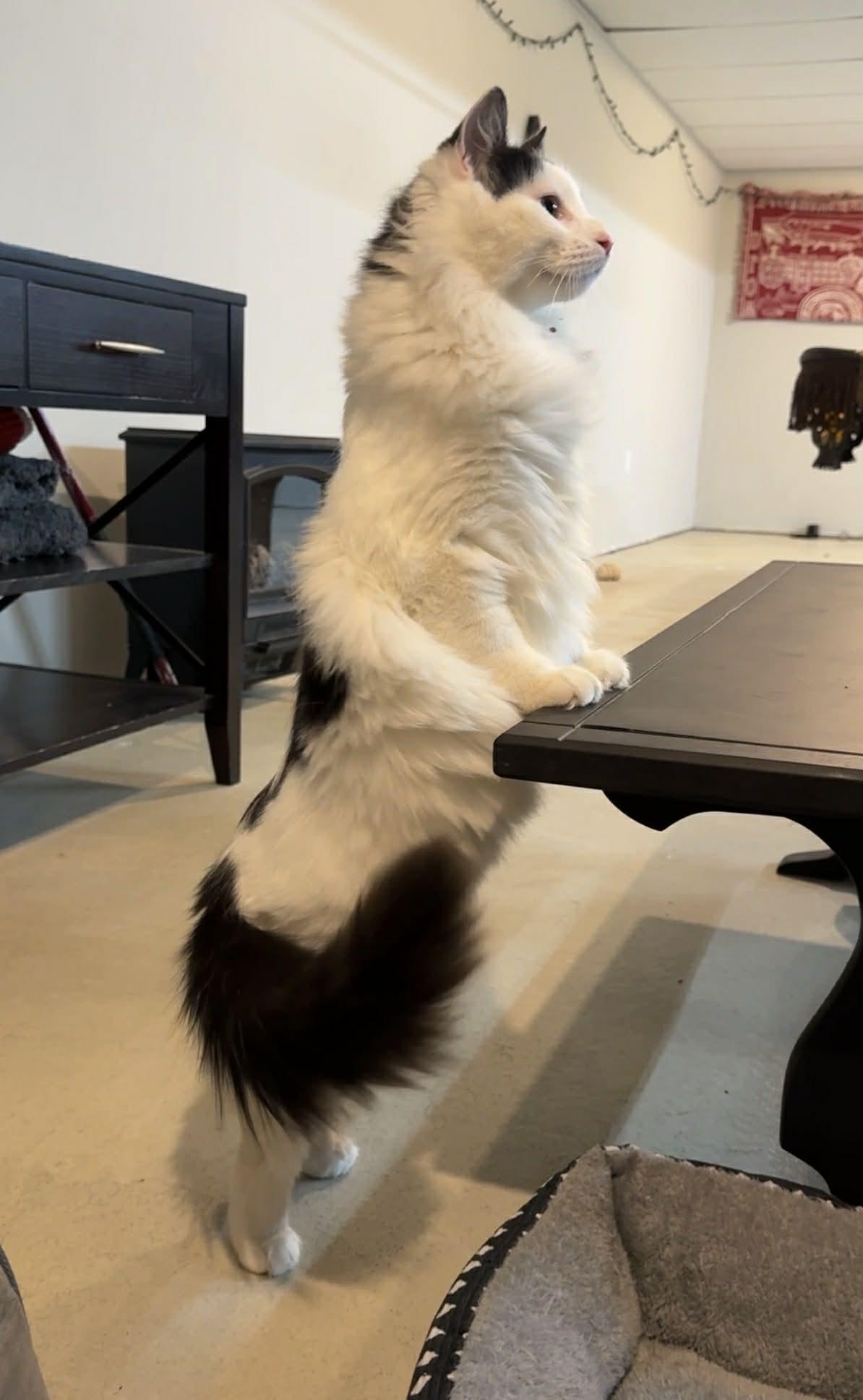 Enlarge Geo Ax & Rocky Ax- BONDED PAIR, an adopted Domestic Long Hair in Woodstock, CT image 4/5