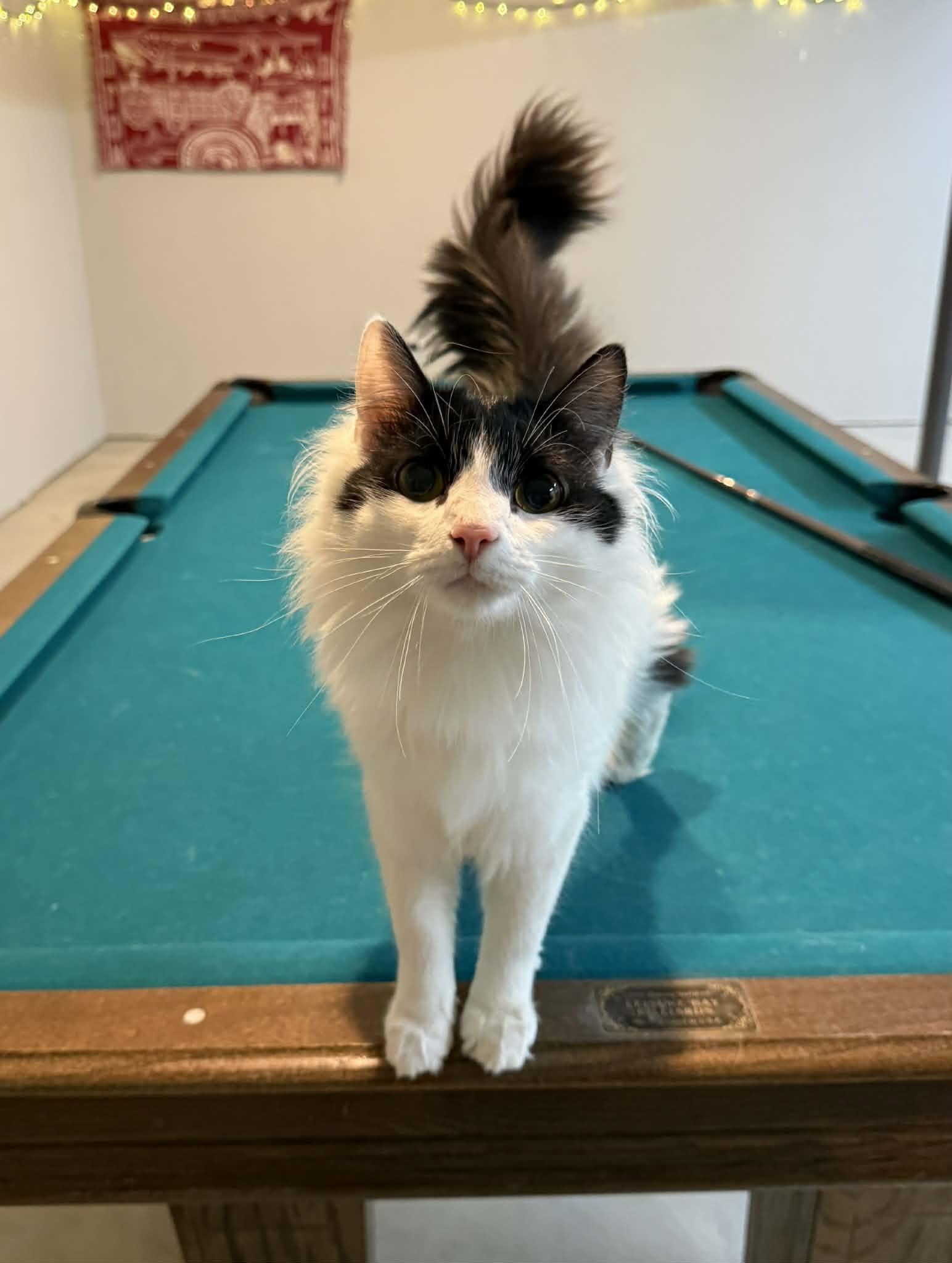 Enlarge Geo Ax & Rocky Ax- BONDED PAIR, an adopted Domestic Long Hair in Woodstock, CT image 3/5
